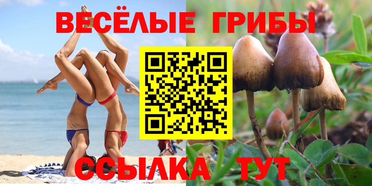 Псилоцибиновые грибы Psilocybe Калач-на-Дону